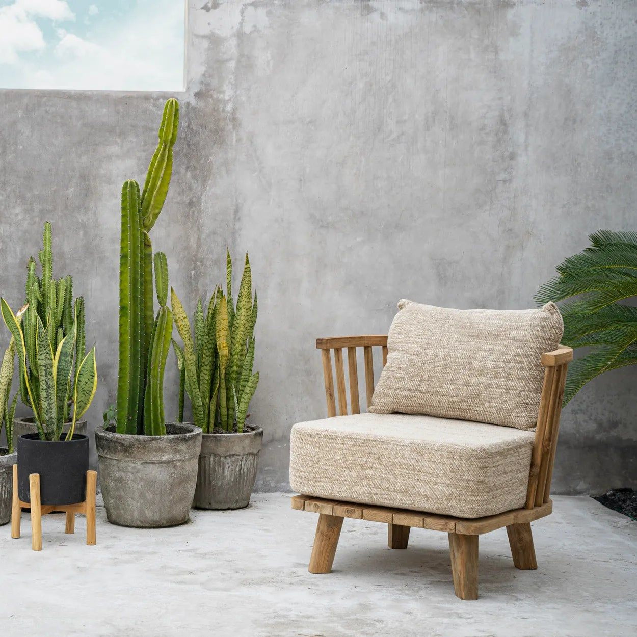 Uteplatsen innehåller höga kaktusar i stenkrukor och en liten planta på ett stativ i teak. Till höger finns Bazar Bizar Antwerp The Malawi One Seater - Natural Beige med kuddar inomhus, mot en betongvägg under en molnig himmel.